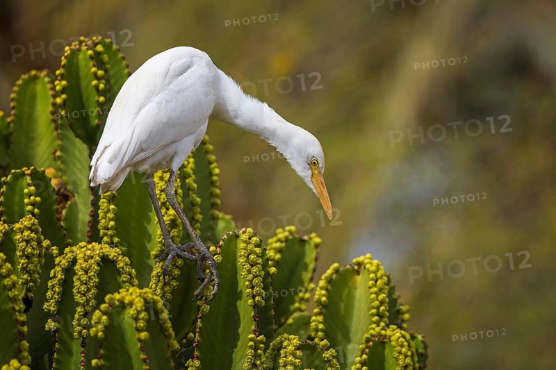 Western Cattle Egret (Bubulcus ibis), Spain