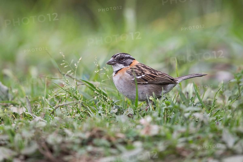 Rufous-collared Sparrow (Zonotrichia capensis) perched on the ground, Antioquia, Colombia