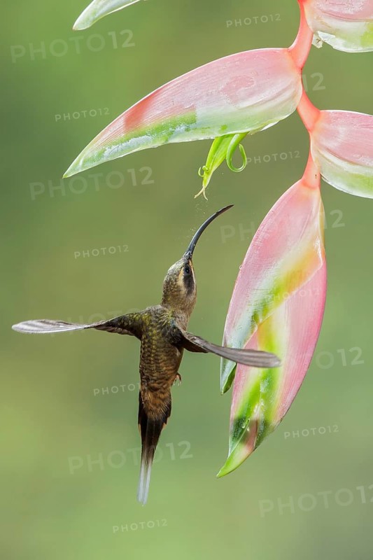 Long-billed Hermit (Phaethornis longirostris) flying while feeding at a flower in Costa Rica