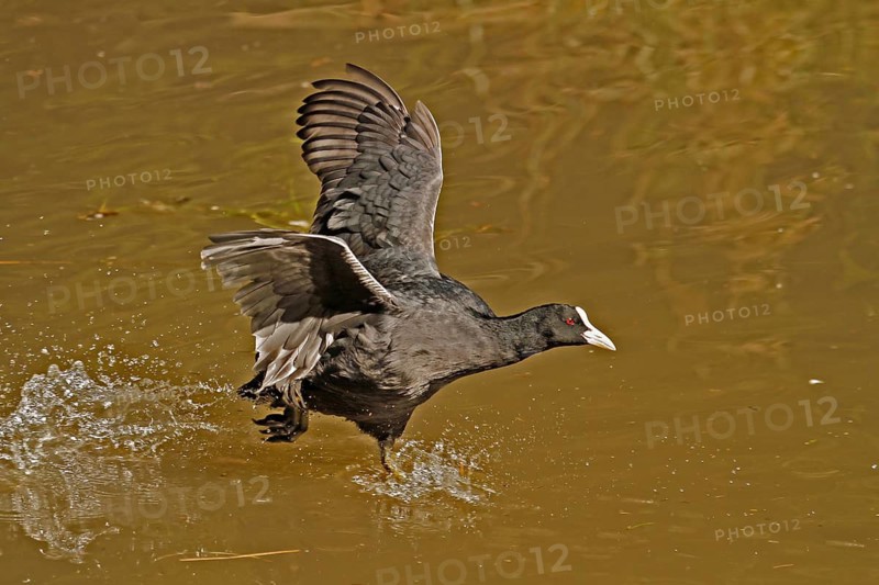 Eurasian Coot (Fulica atra), walking across the water, Bochum, North Rhine-Westphalia, Germany