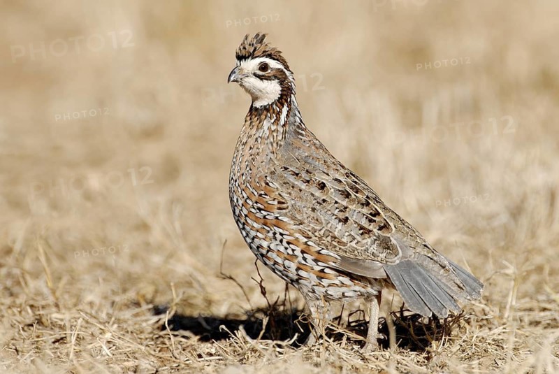 Northern Bobwhite (Colinus virginianus) male, Texas, USA