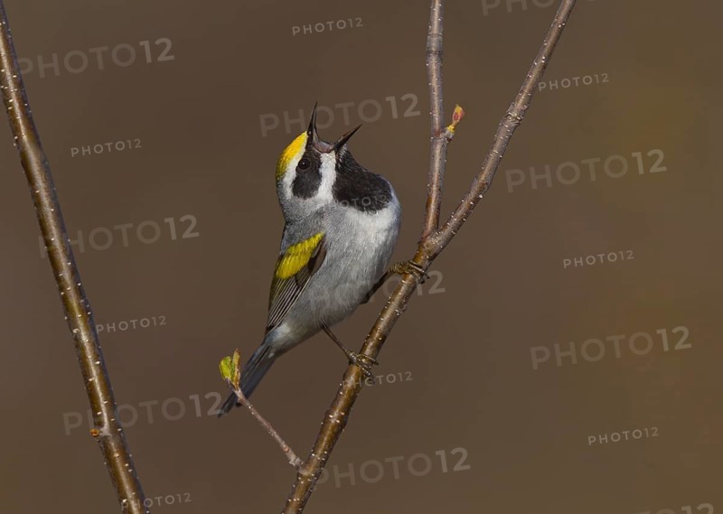Golden-winged Warbler (Vermivora chrysoptera) male singing, Michigan, USA