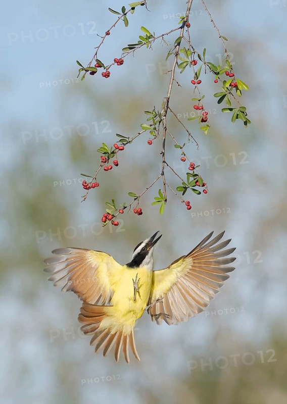 Great Kiskadee (Pitangus sulphuratus) flying while feeding on red berries, Texas, USA