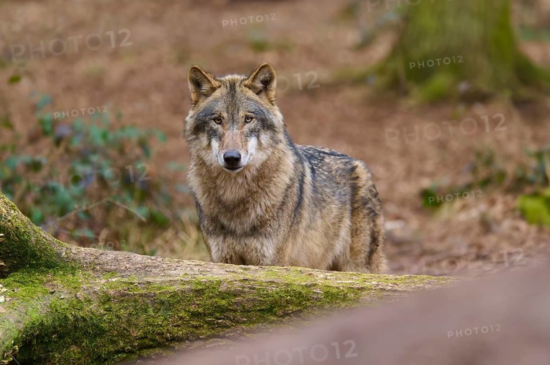 A wolf in the forest looking intently out of the undergrowth, Wolf (Canis Lupus), Germany