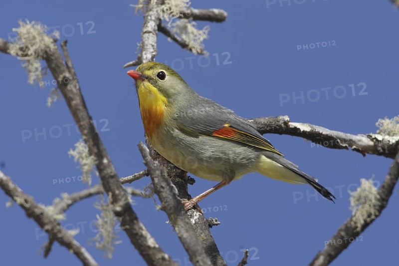 Red-billed Leiothrix, Leiothrix lutea