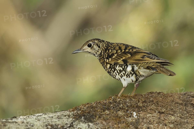 Scaly Thrush (Zoothera dauma) female, Doi Ang Khang, Thailand