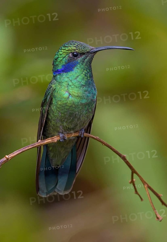 Green Violetear Hummingbird (Colibri thalassinus) - San Gerrardo de Dota, Costa Rica