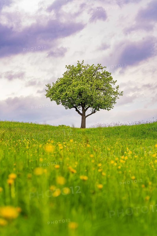 Standing alone tree on a green meadow under a dramatic cloudy sky, Gechingen, district of Calw, Germany