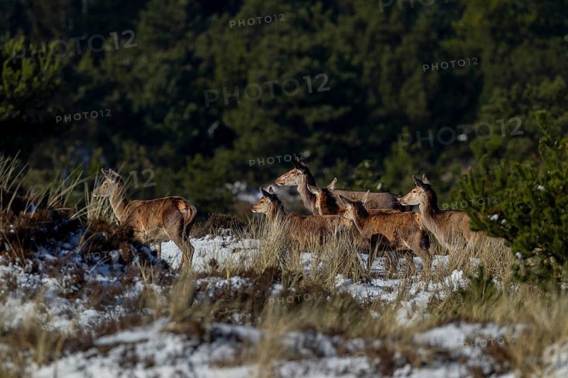 A small onset of winter at the end of March is no problem for the red deer (Cervus elaphus) and calves, snow, cold, March, Denmark