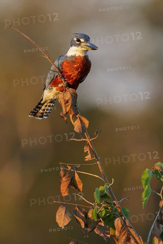 Ringed Kingfisher (Megaceryle torquata) perched on a branch in the Pantanal region of Brazil