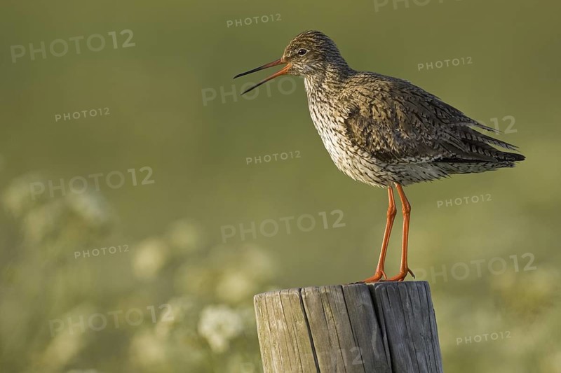 Common Redshank (Tringa totanus), Texel, Netherlands