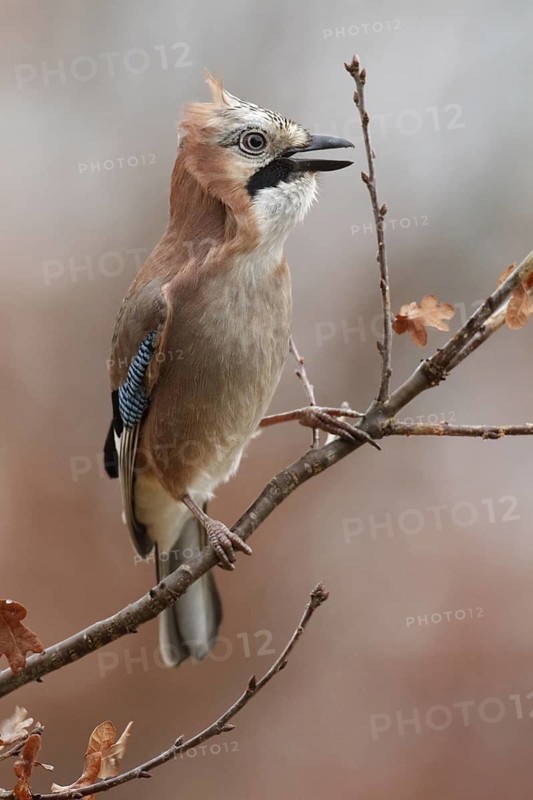 Eurasian Jay (Garrulus glandarius), Saxony, Germany