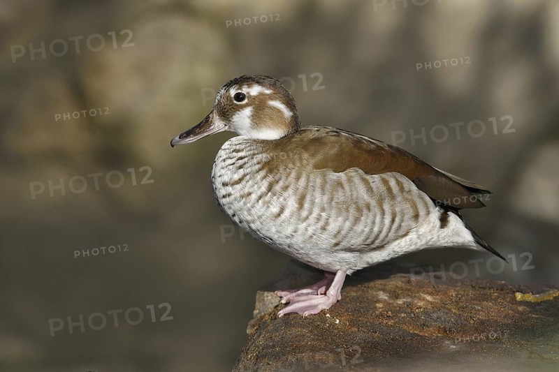 Ringed Teal (Callonetta leucophrys), California, USA