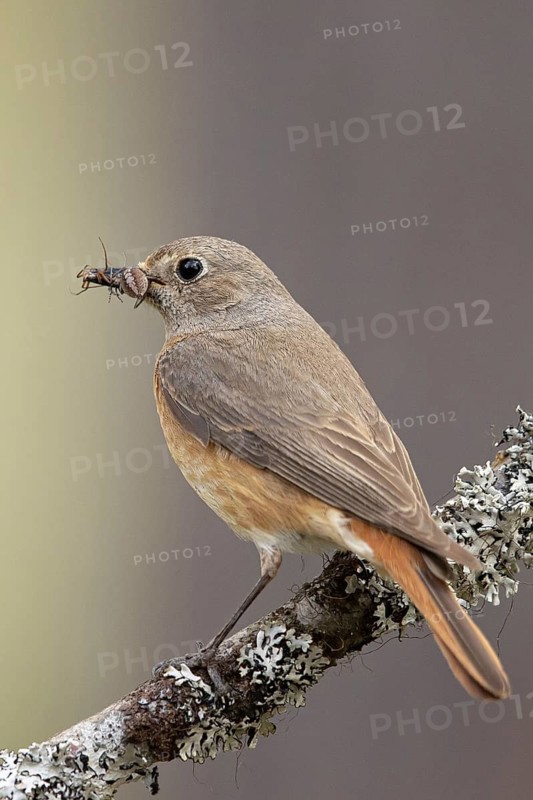 Common Redstart (Phoenicurus phoenicurus) female perched on a branch with food in its beak, Dalarna, Sweden