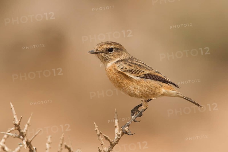 European Stonechat (Saxicola rubicola) female perched on a branch, Morocco