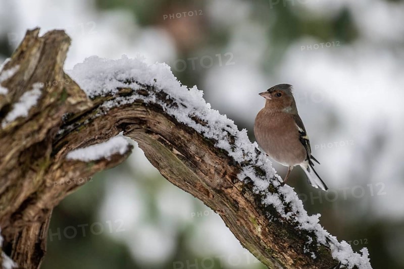 Chaffinch (Fringilla coelebs), Emsland, Lower Saxony, Germany