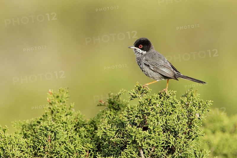 Cyprus Warbler (Sylvia melanothorax) male, Cyprus