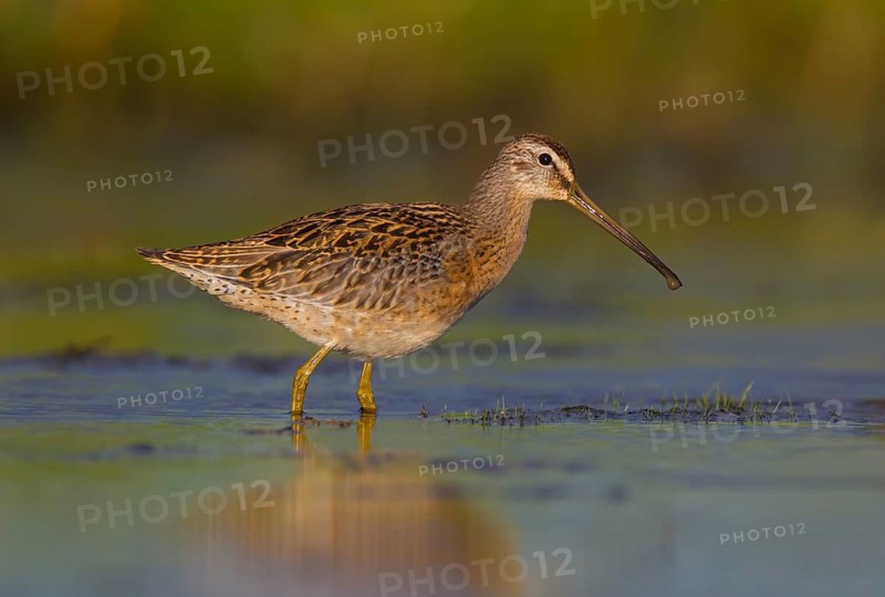 Short-billed Dowitcher (Limnodromus griseus), Ohio, USA