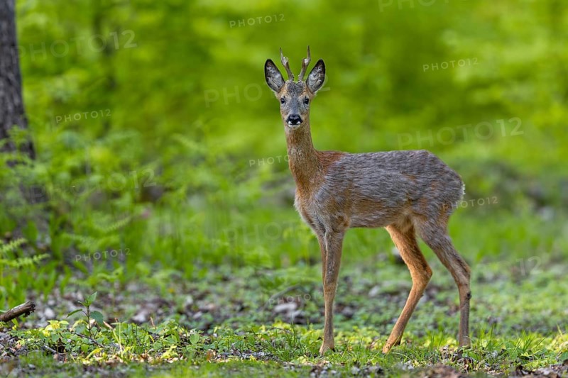 The roebuck (Capreolus capreolus) moves further and further into the oak woodland, change of coat, May, Germany