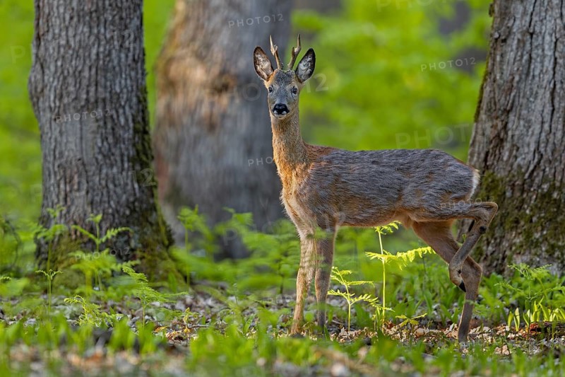 A careless movement attracts the attention of a roebuck (Capreolus capreolus), change of coat, May, Germany