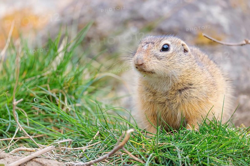 A fully grown European ground squirrel (Spermophilus citellus) sits in rocky terrain on a cloudy day. Austria