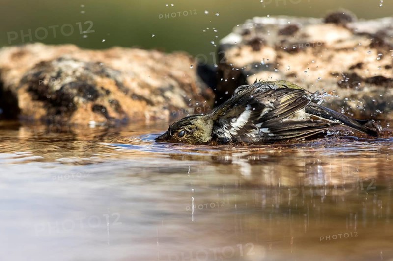 Common Chaffinch (Fringilla coelebs) female bathing, Castile and Leon, Spain