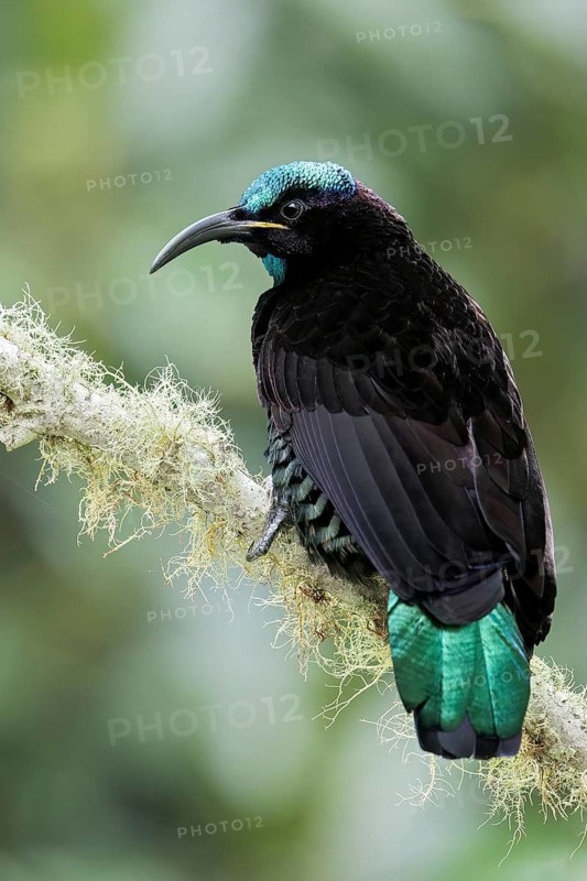 Paradise Riflebird (Ptiloris paradiseus) perched on a branch in eastern Australia