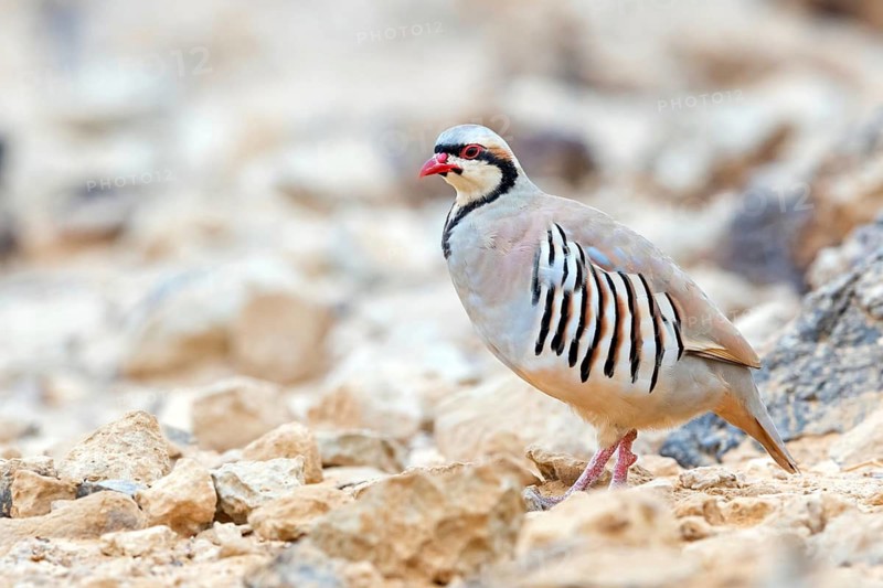 Chukar chicken, Chukar stone chicken, (Alectoris chuka), Animals, Chickens, Chukahens, Family of the pheasant-like chicken birds, Celias Waterhole, Ezuz, HaDarom, Israel