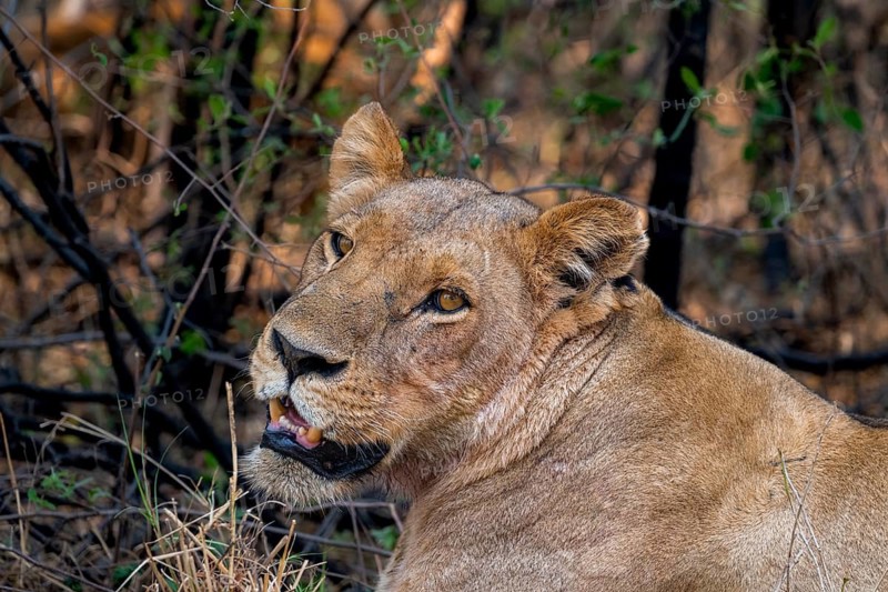 Lioness (Panthera leo), lying in the shade, animal portrait, Moremi Game Reserve, Botswana