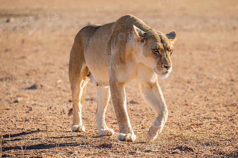 Lioness (Panthera leo) walking on dry ground, Kgalagadi Transfrontier National Park, Northern Cape, South Africa