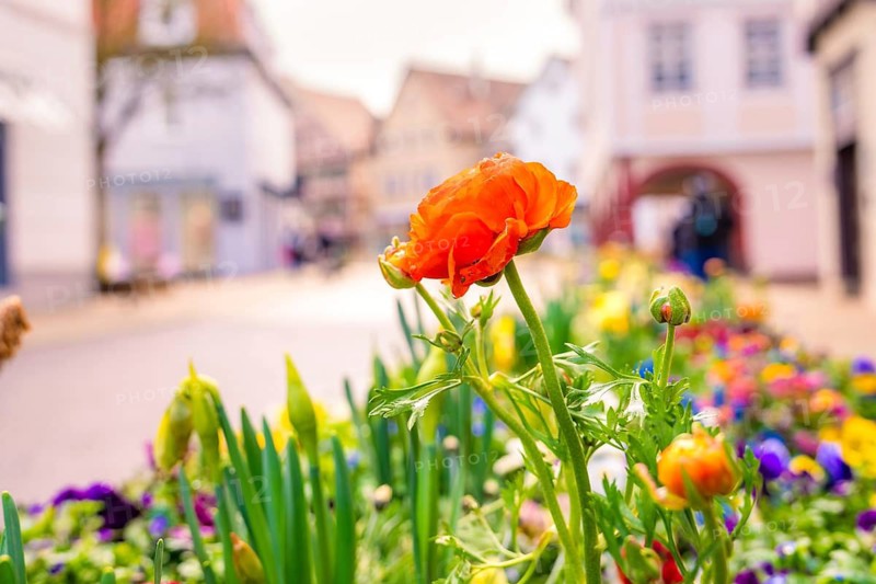 A bright red flower in the foreground of a flower bed in a friendly spring city view, Nagold, Calw district, Germany