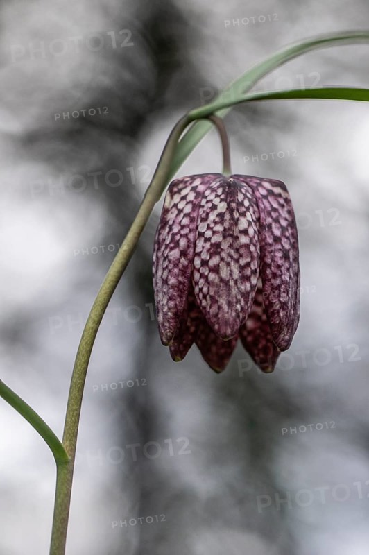 Snake's Head Fritillary (Fritillaria meleagris), Emsland, Lower Saxony, Germany