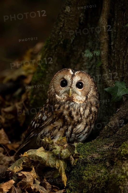 Tawny Owl (Strix aluco) captive, Germany