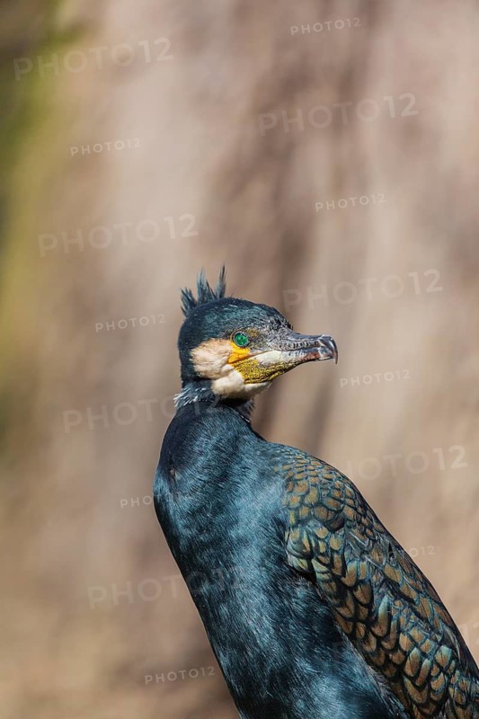 Great cormorant, Phalacrocorax carbo, sits on a branch