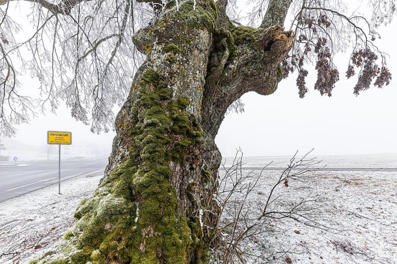A distinctive linden tree with hoarfrost in the Swabian Jura. The Lindele natural monument in winter in Heroldstatt, Baden-Württemberg, Germany