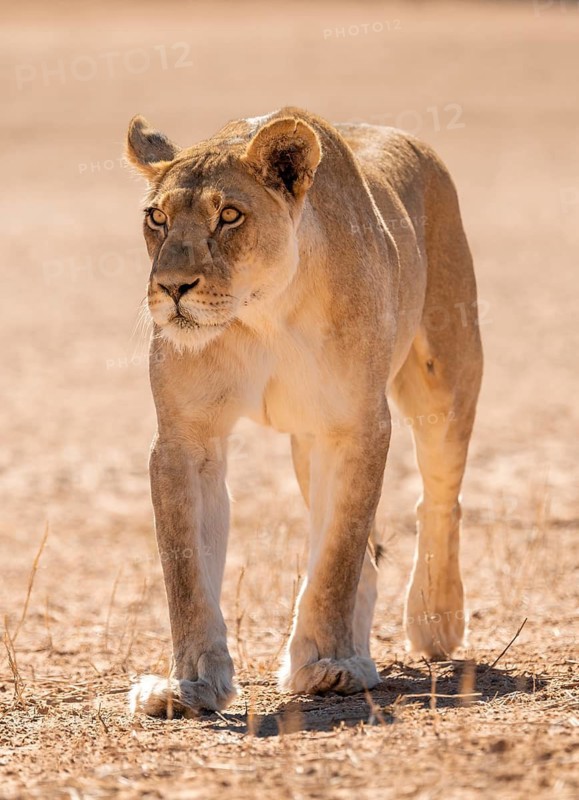 Lioness (Panthera leo) walking towards camera, Kgalagadi Transfrontier National Park, Northern Cape, South Africa