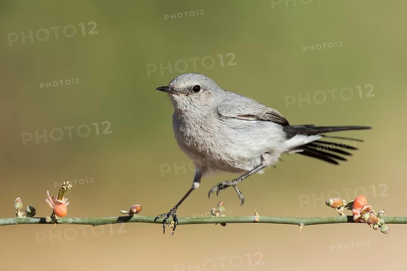 Blackstart (Oenanthe melanura), Eilat, Israel