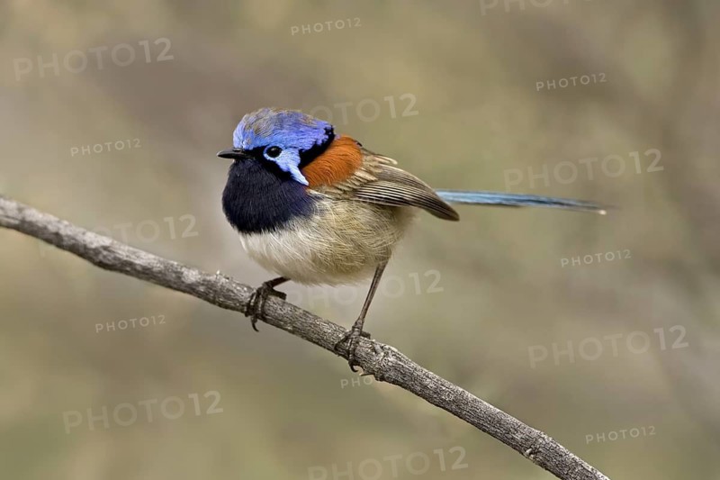 Blue-breasted Fairywren (Malurus pulcherrimus) male, Western Australia, Australia