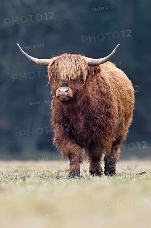 Highland cattle (Bos taurus), adult animal standing in a meadow, Switzerland