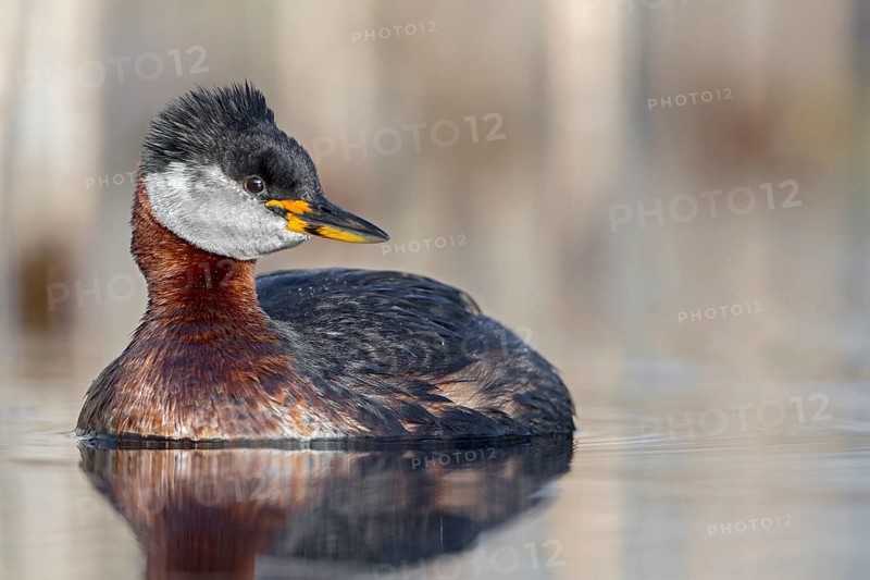 Red-necked Grebe (Podiceps grisegena) male, Saxony-Anhalt, Germany