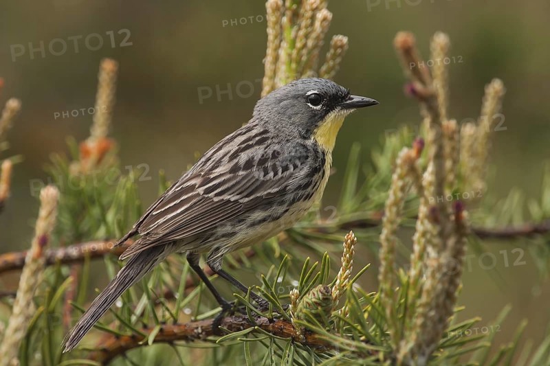 Kirtland's Warbler (Setophaga kirtlandii) male, Michigan, USA