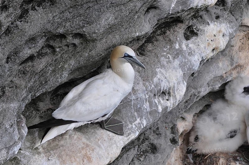 Northern gannet (Morus bassanus)