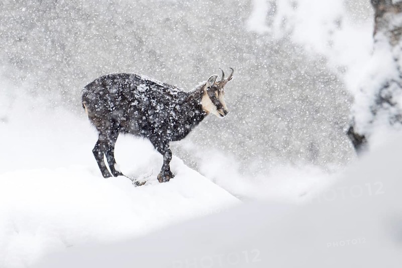 Chamois (Rupicapra rupicapra), chamois goat during heavy snowfall, Tyrol, Austria
