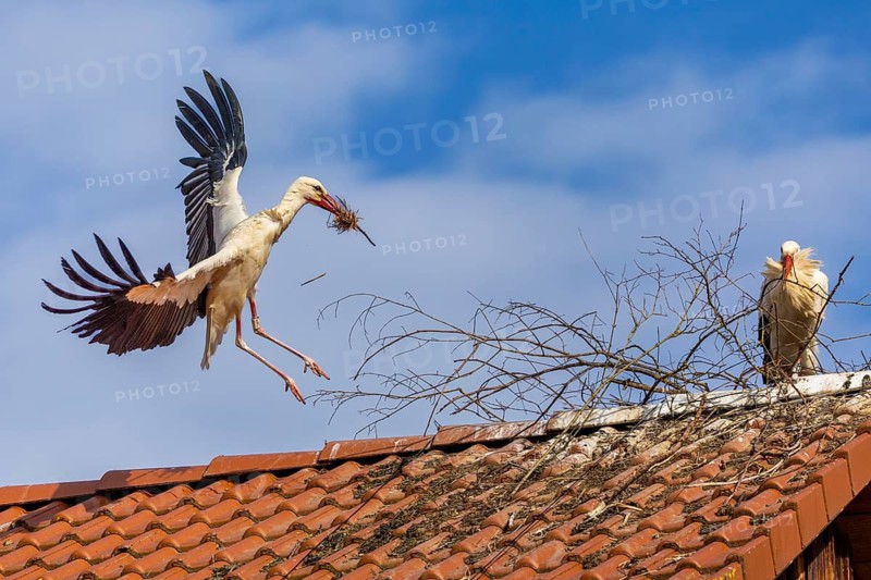 White stork (Ciconia ciconia), flying to the nest with nesting material in its beak, Affenberg, Salem, Lake Constance region, Baden-Württemberg, Germany