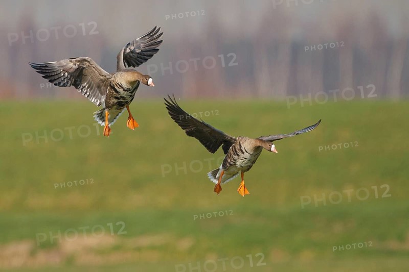 Greater White-fronted Goose (Anser albifrons) flying, Netherlands