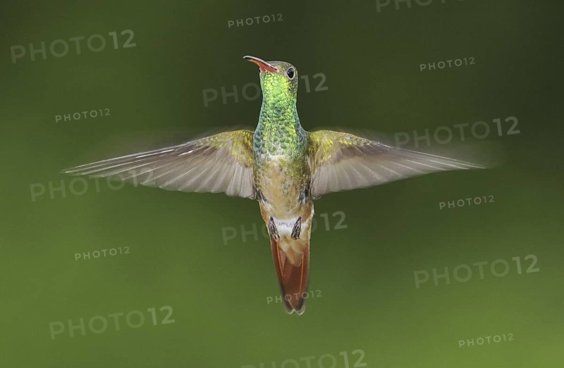 Buff-bellied Hummingbird (Amazilia yucatanensis), Texas, USA