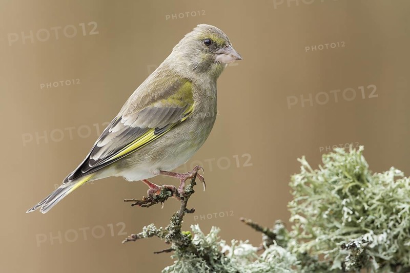 European Greenfinch (Chloris chloris), Rhineland-Palatinate, Germany