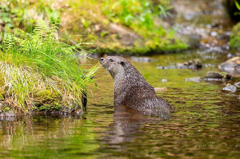 Eurasian otter (Lutra lutra) on the edge of a little lake in a forest, Bavaria, Germany