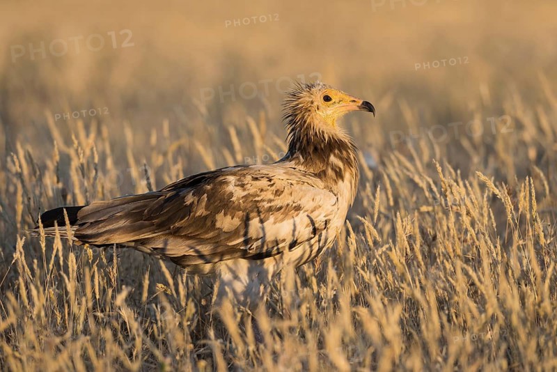 Egyptian Vulture (Neophron percnopterus) in field, Castile-La Mancha, Spain