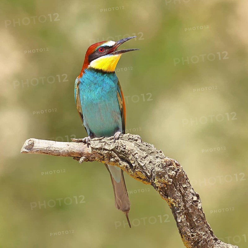 European bee-eater (Merops apiaster) sitting on a branch, Lake Neusiedl, Burgenland, Austria